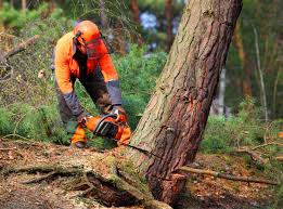 Tree and Shrub Care in Ashland, OH